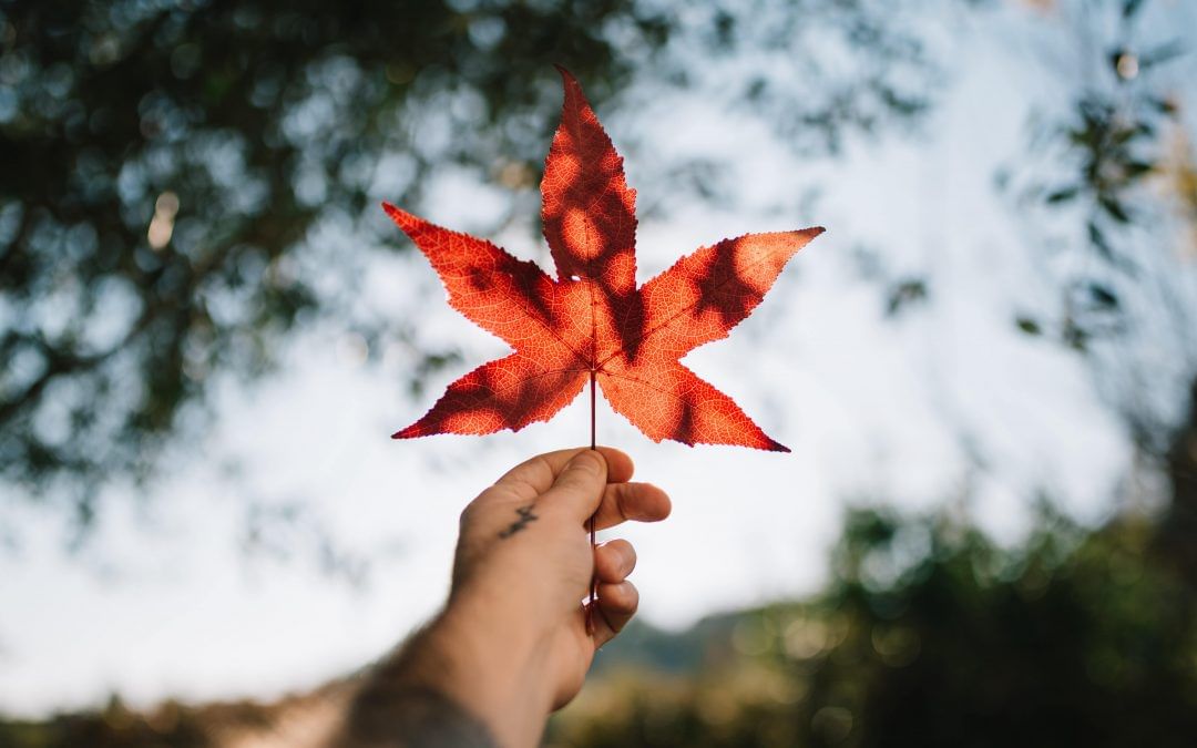 Guide On Pursuing Masters’ In Economics In Canada