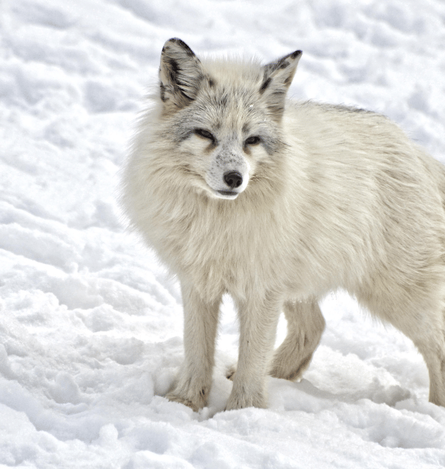 Fun Facts About Arctic Fox
