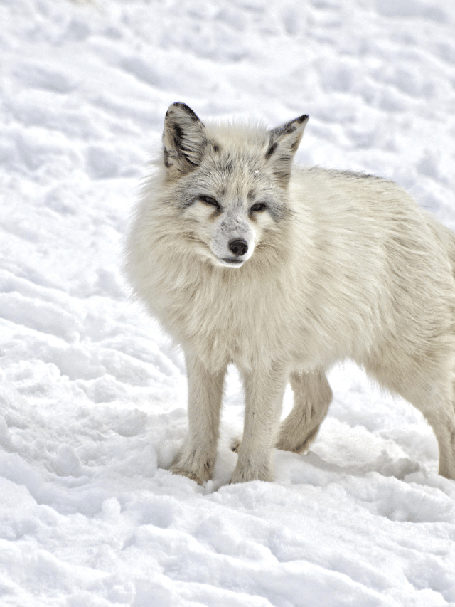 Fun Facts About Arctic Fox